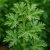 Citronella(rovarriasztó hatású) illatolaj 10 ml