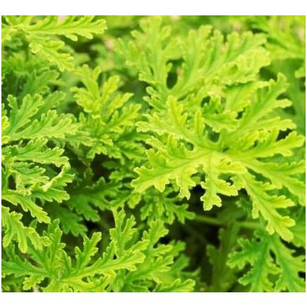 Citronella illatolaj 100 ml