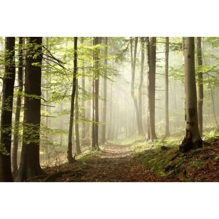 Séta az erdőben illatolaj 10 ml