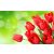 Tulipán illatolaj 100 ml