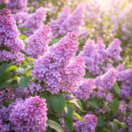 Orgona virágzása - lilc 10 ml illatolaj 